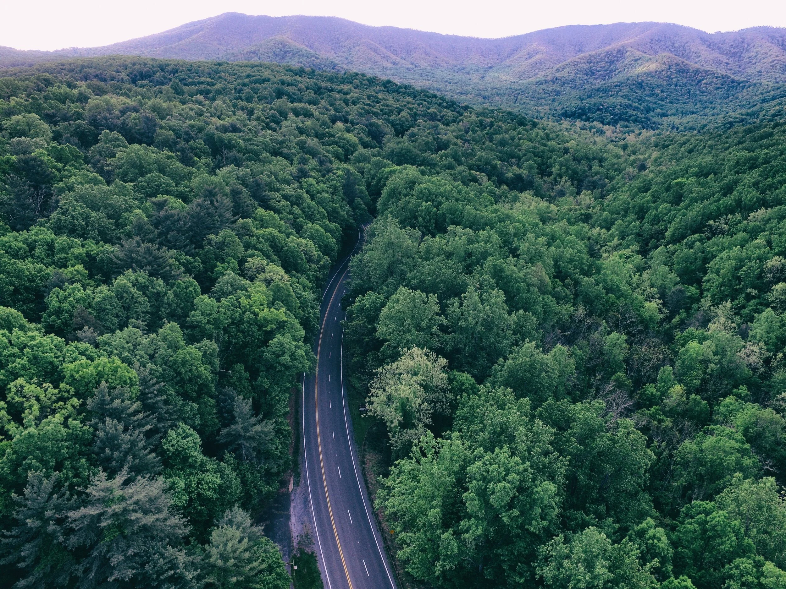virginia road trees.jpeg