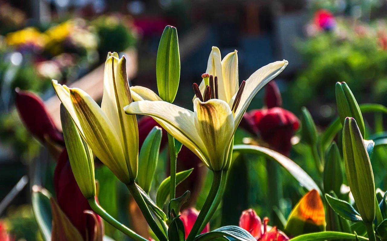 Second Sunday Before Lent