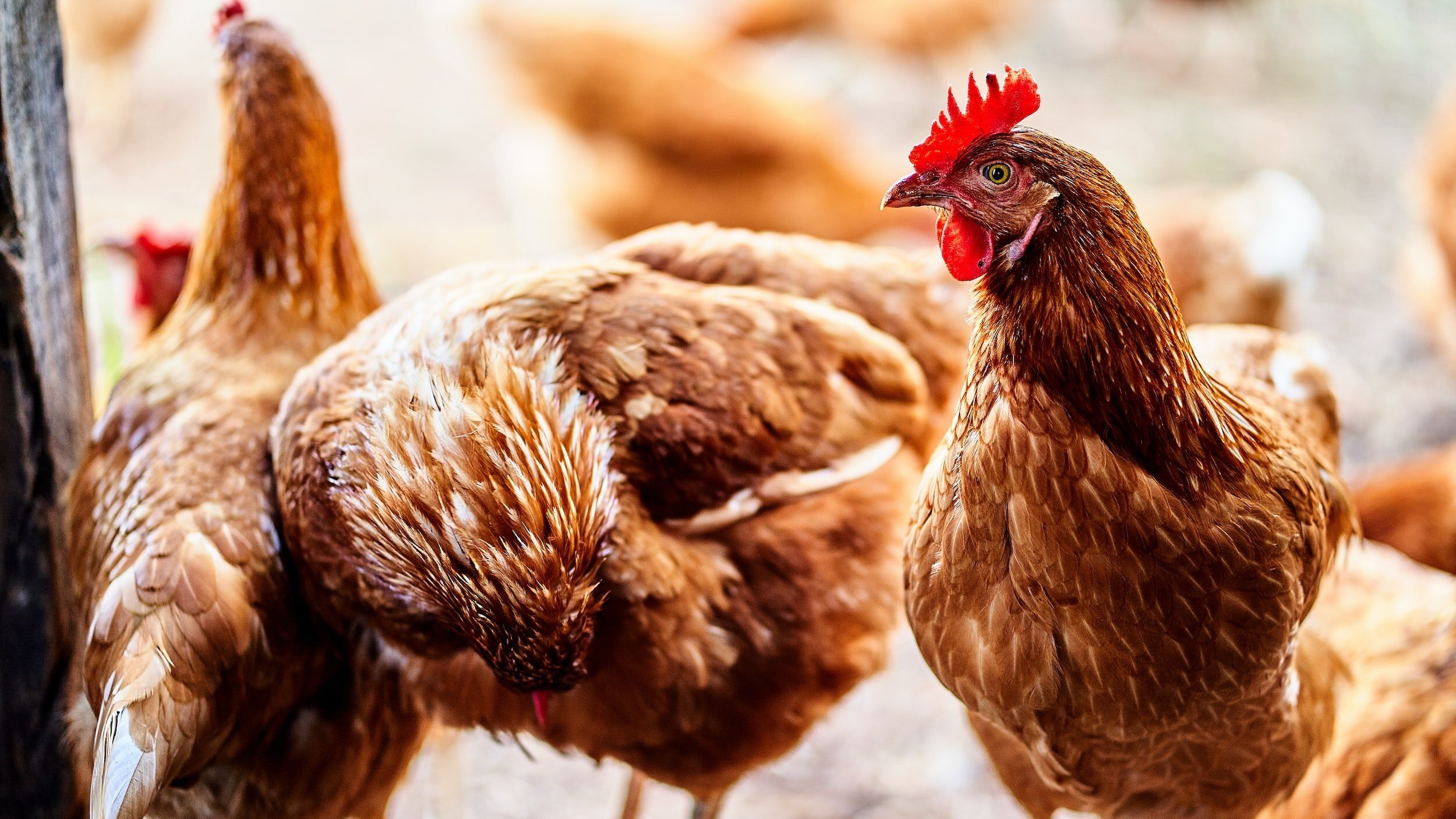 15 Key Questions to Ask When Evaluating Property Insurance for Poultry and Egg Production Industry