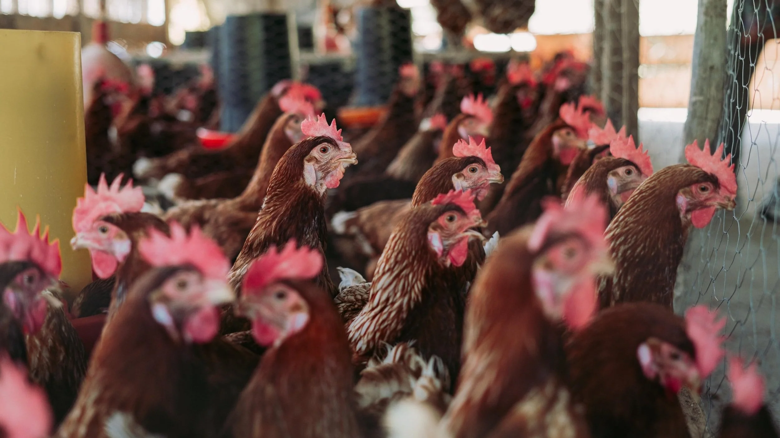 Top 5 Insurance Providers for the Poultry and Egg Producer Industry (NAICS Code 1123)