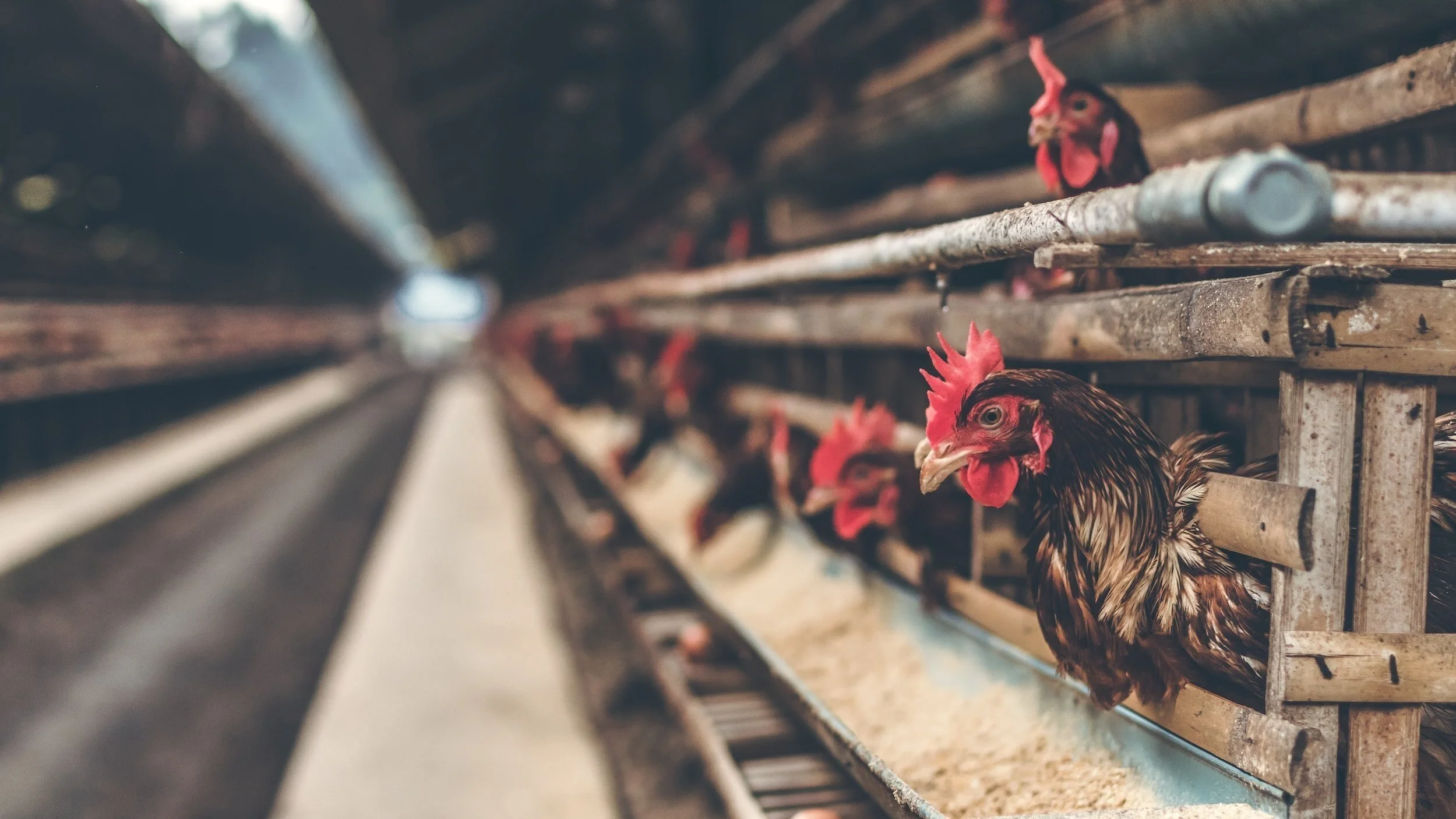 Nationwide Insurance: Protecting Your Poultry and Egg Business with Expertise and Care