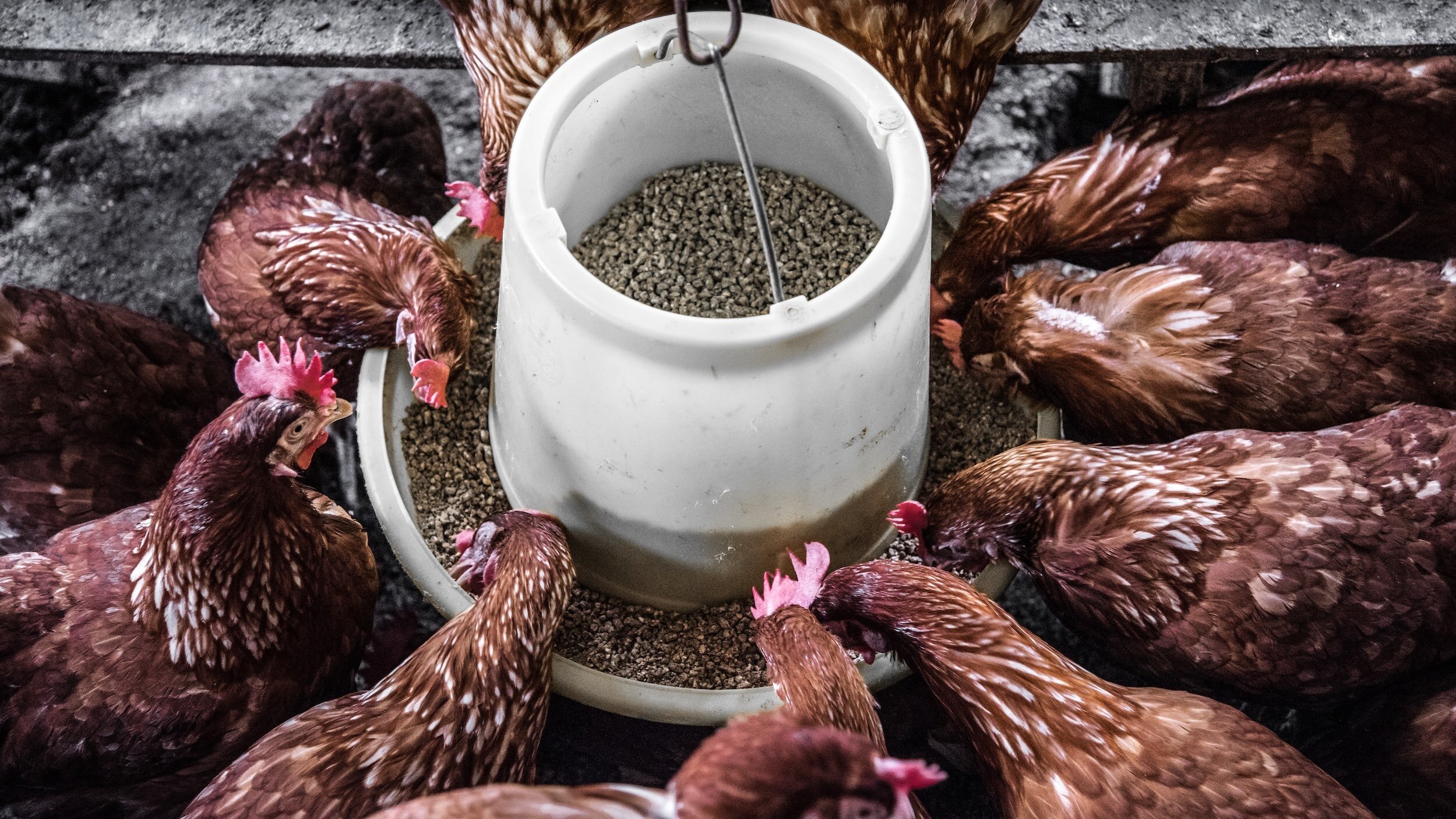 Top 15 Key Questions to Consider When Evaluating Business Interruption Insurance for Poultry and Egg Producers