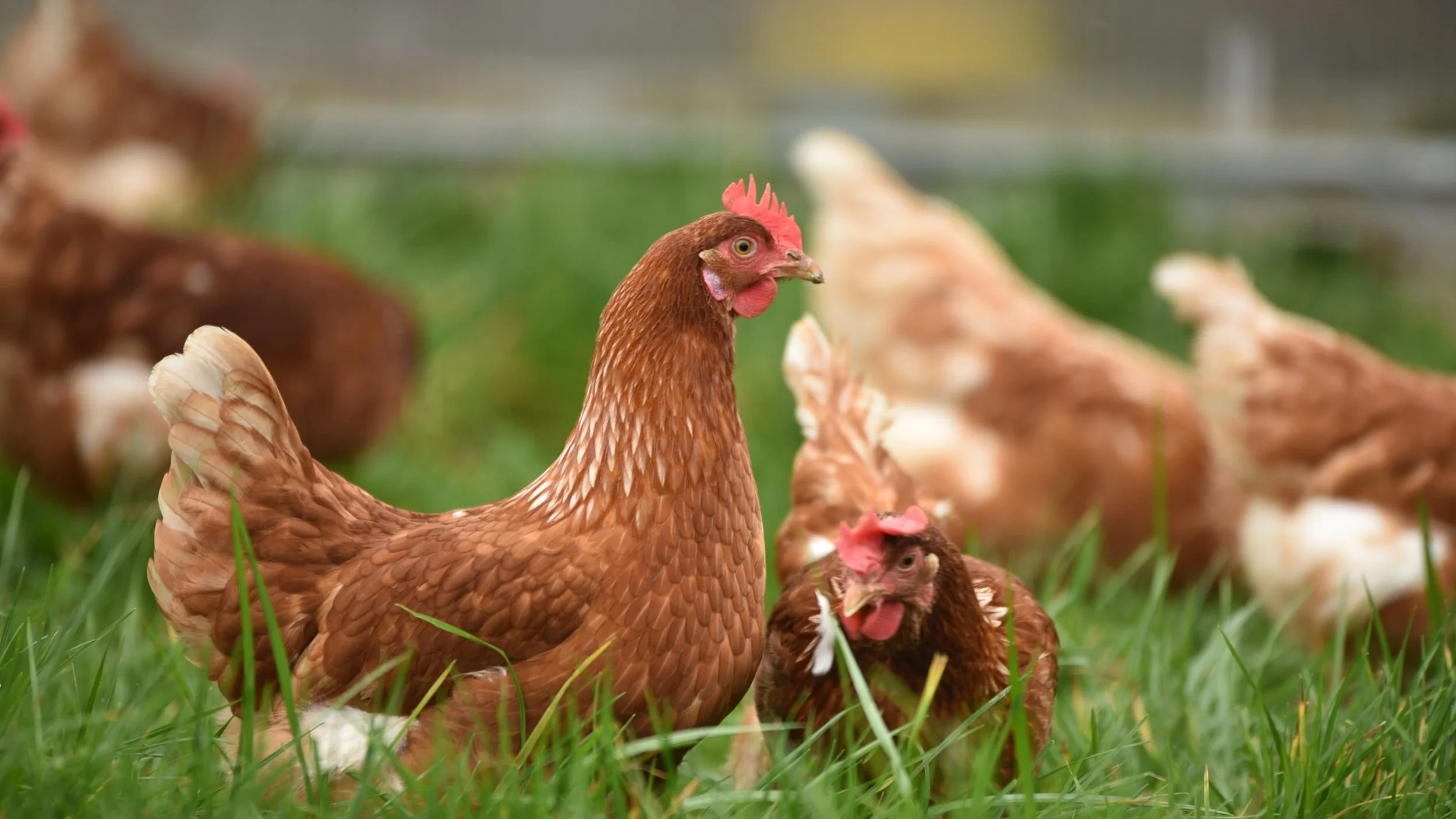Top 15 Key Questions to Consider When Evaluating Workers' Compensation Insurance for Poultry and Egg Producers