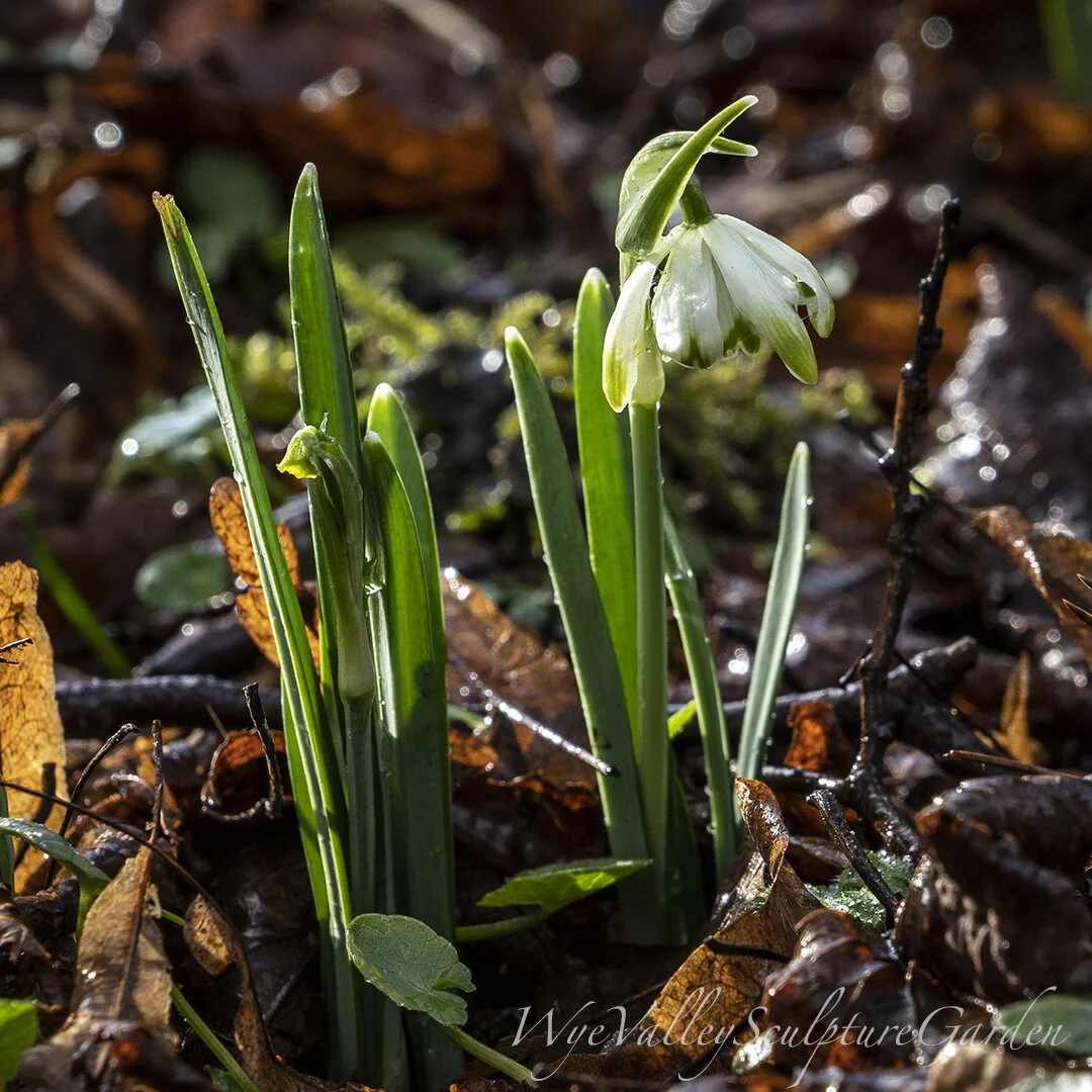G. nivalis 'Pusey Green Tips'