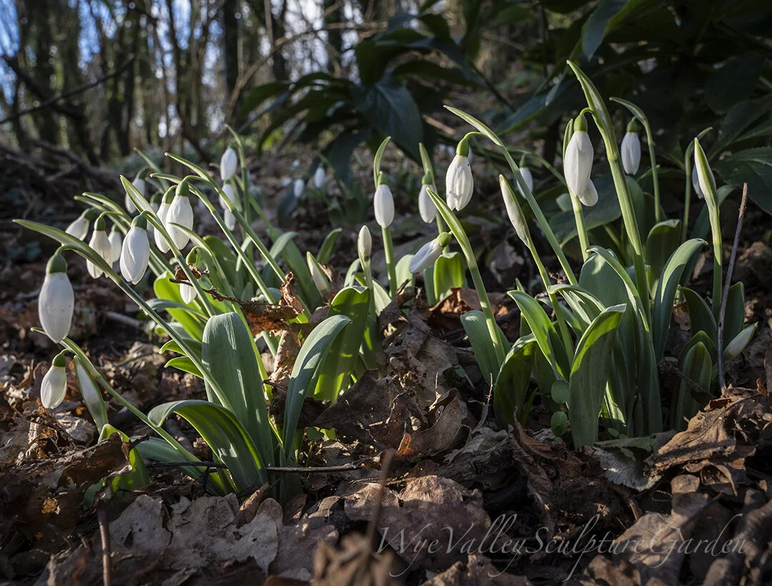 G. elwesii var monostichus