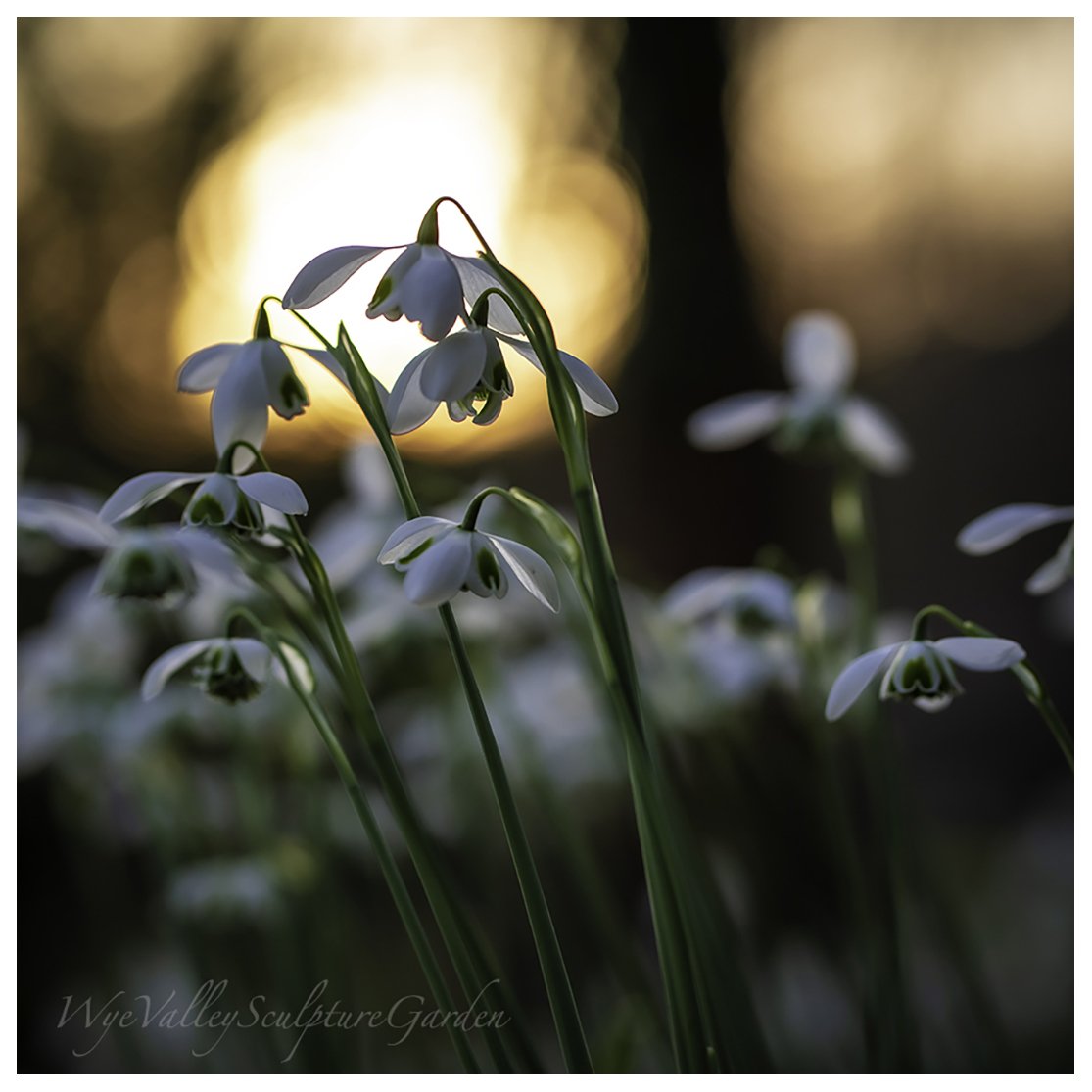 Wye Valley Sculpture Garden Snowdrop Open Days