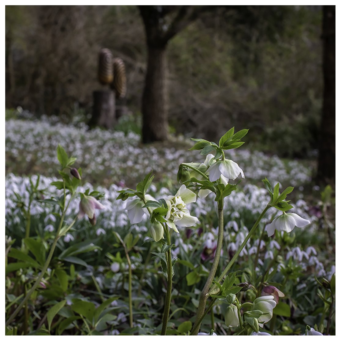 Wye Valley Sculpture Garden Snowdrop Open Days