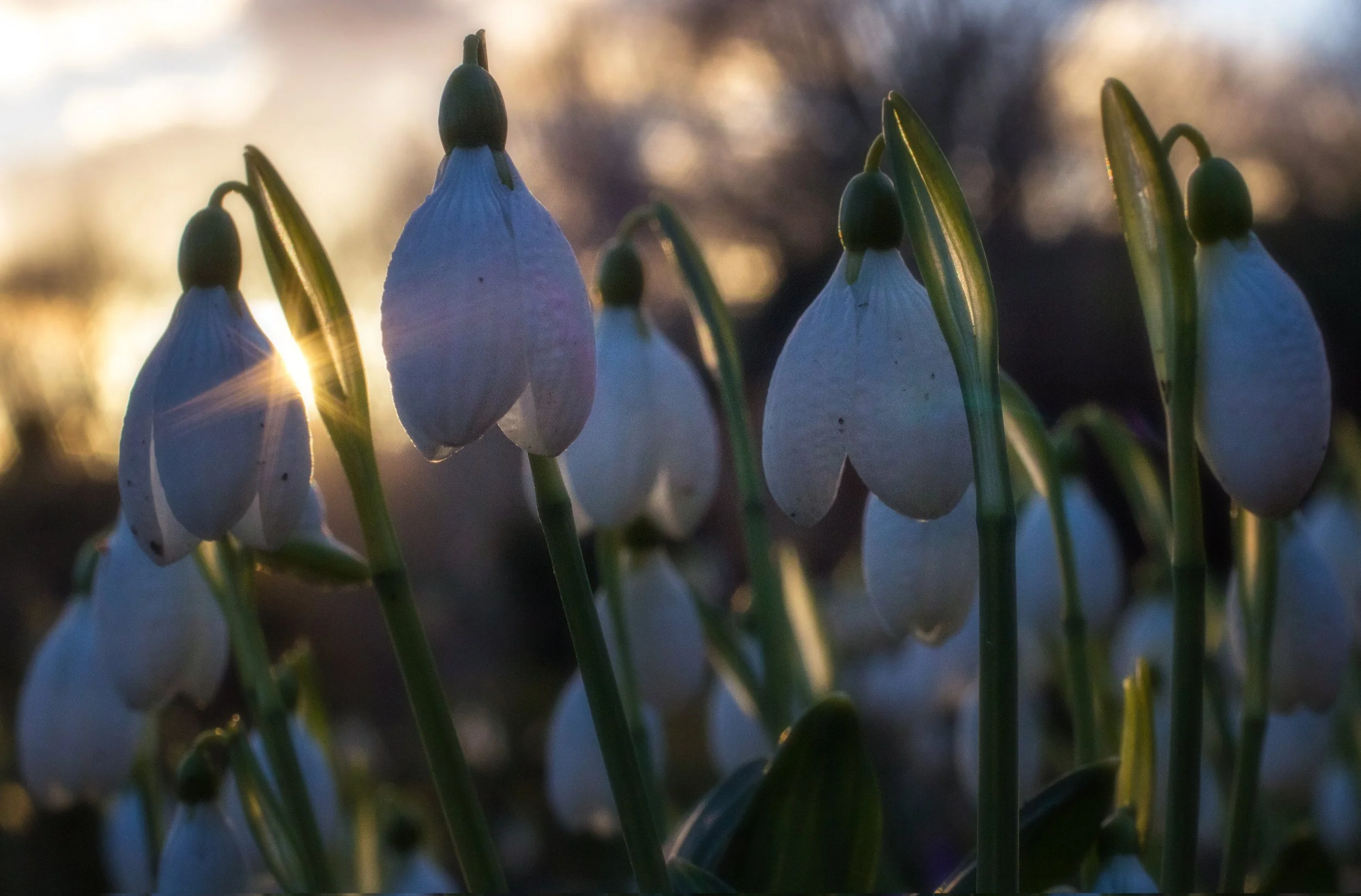 G. Plicatus 'Augustus'