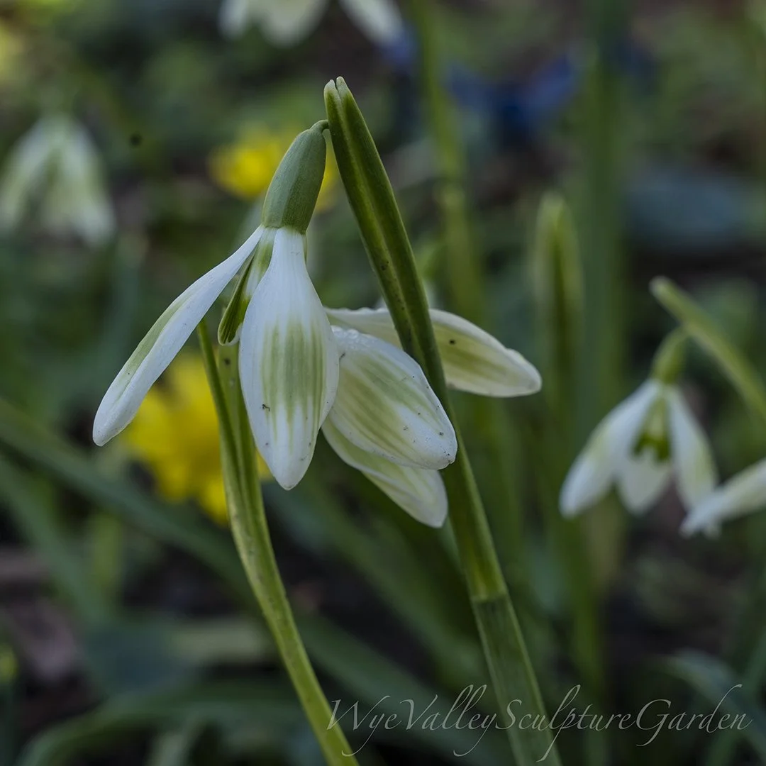 G.nivalis 'Greenish'