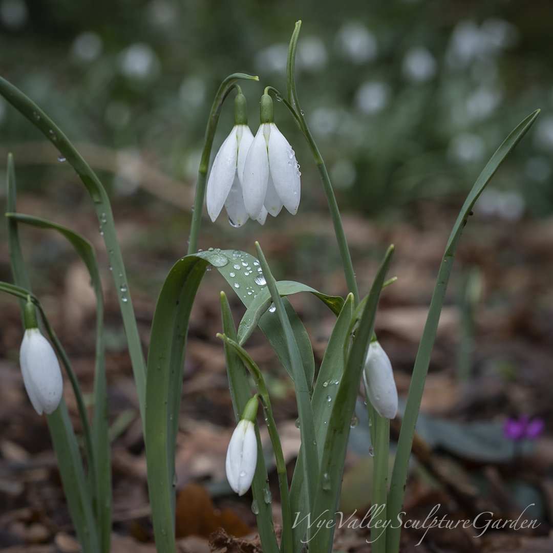 G. elwesii Long Drop
