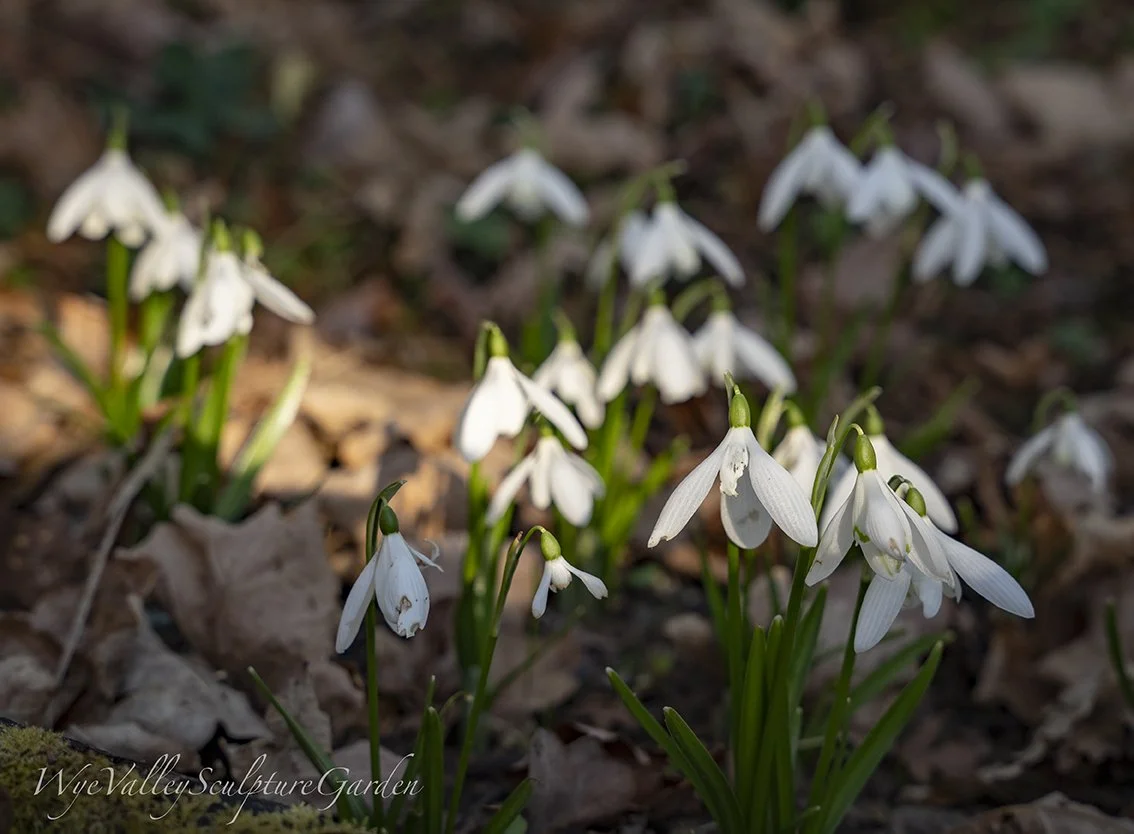 Galanthus nivalis Anglesey Abbey