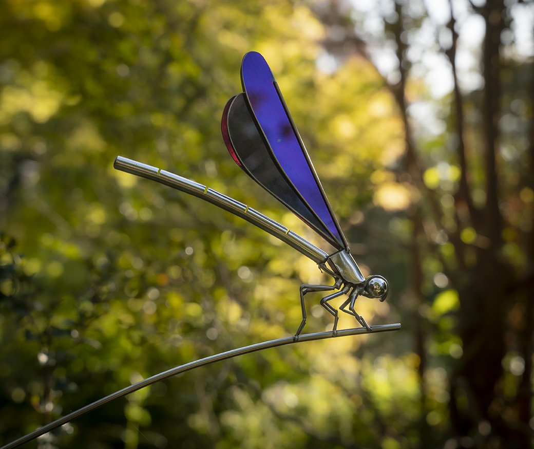 Small Damselfly - Ed Hill
