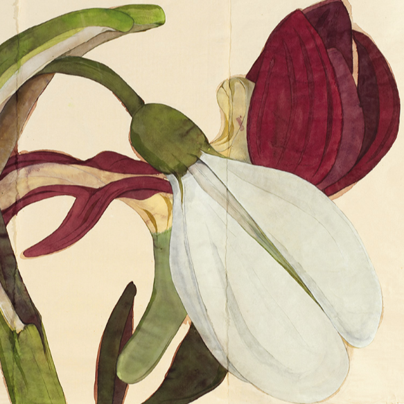 Botanical Drawing Workshop Sunday 19 April