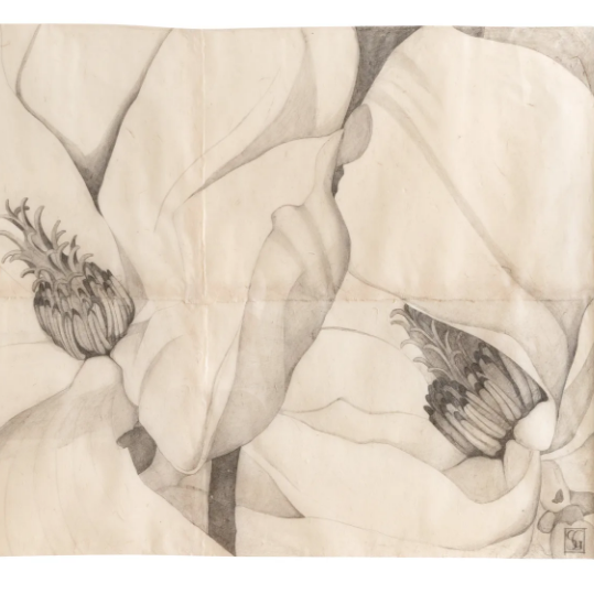 Botanical Drawing Workshop Sunday 19 April