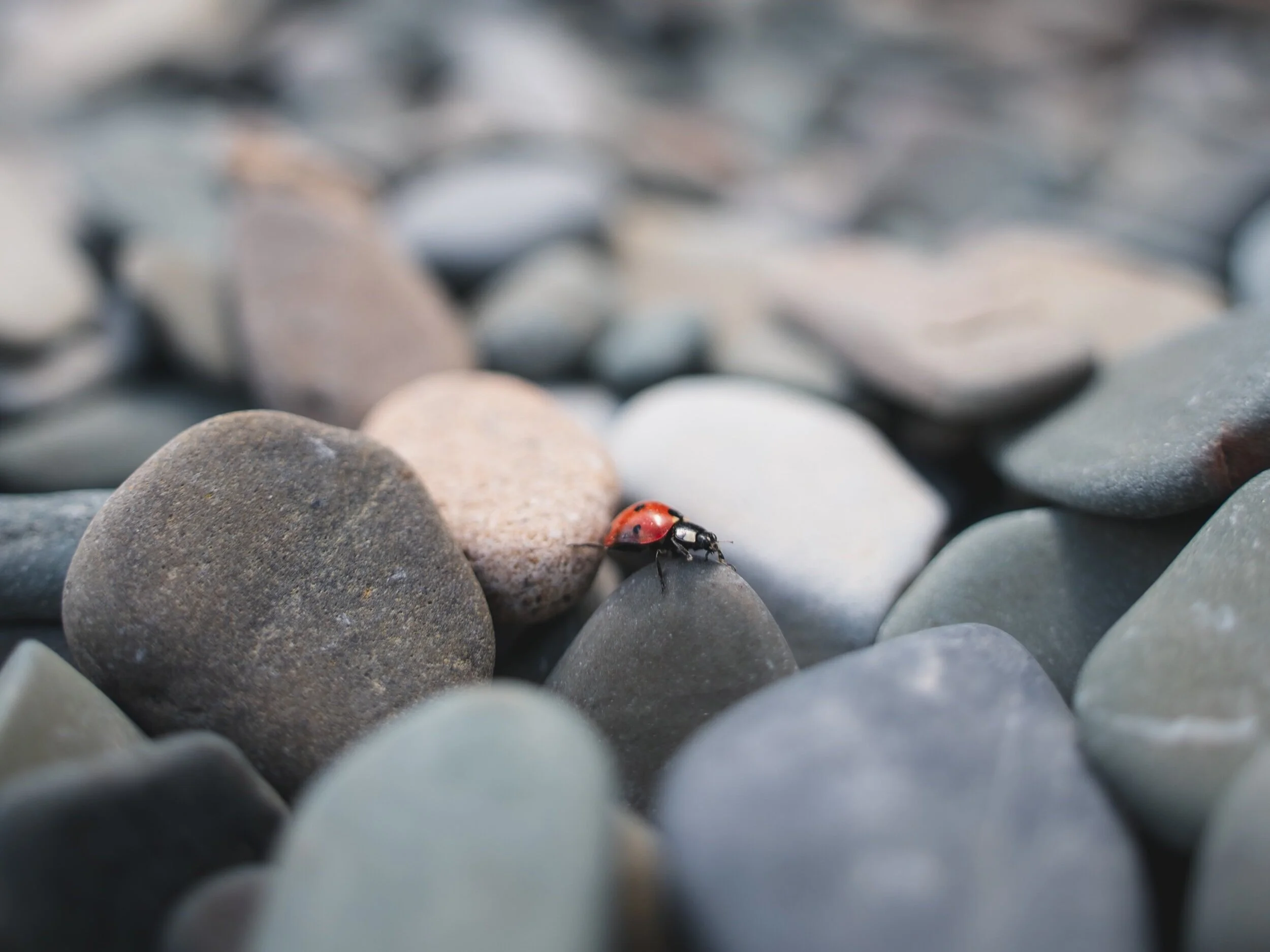 A celebration of small