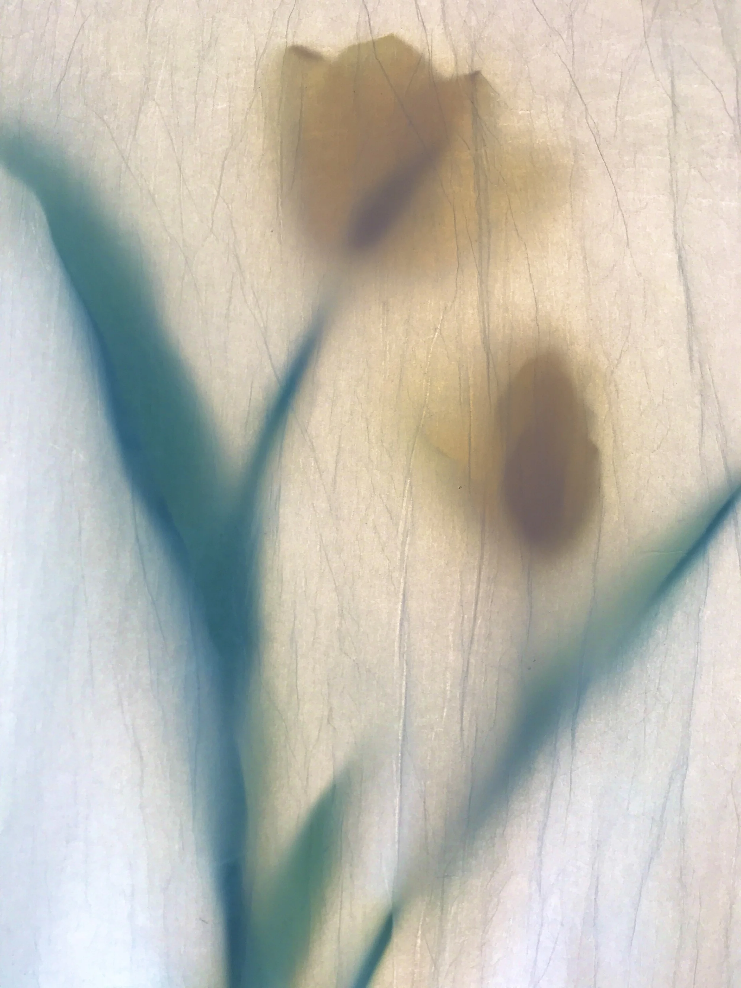 'Epithelium/A Fleur de Peau (Yellow Tulip)'