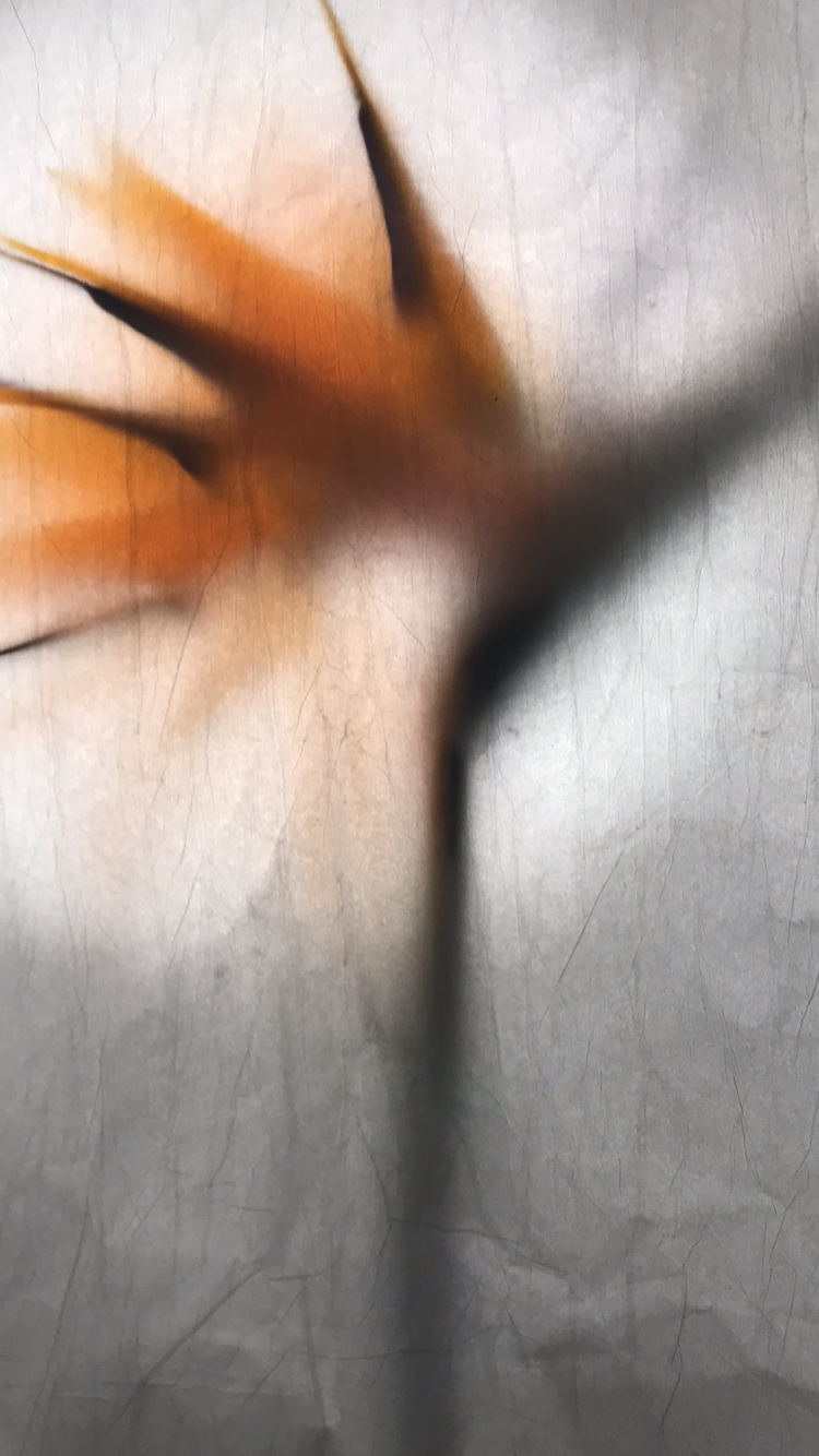 ' Epithelium/A Fleur de Peau (Strelitzia)'