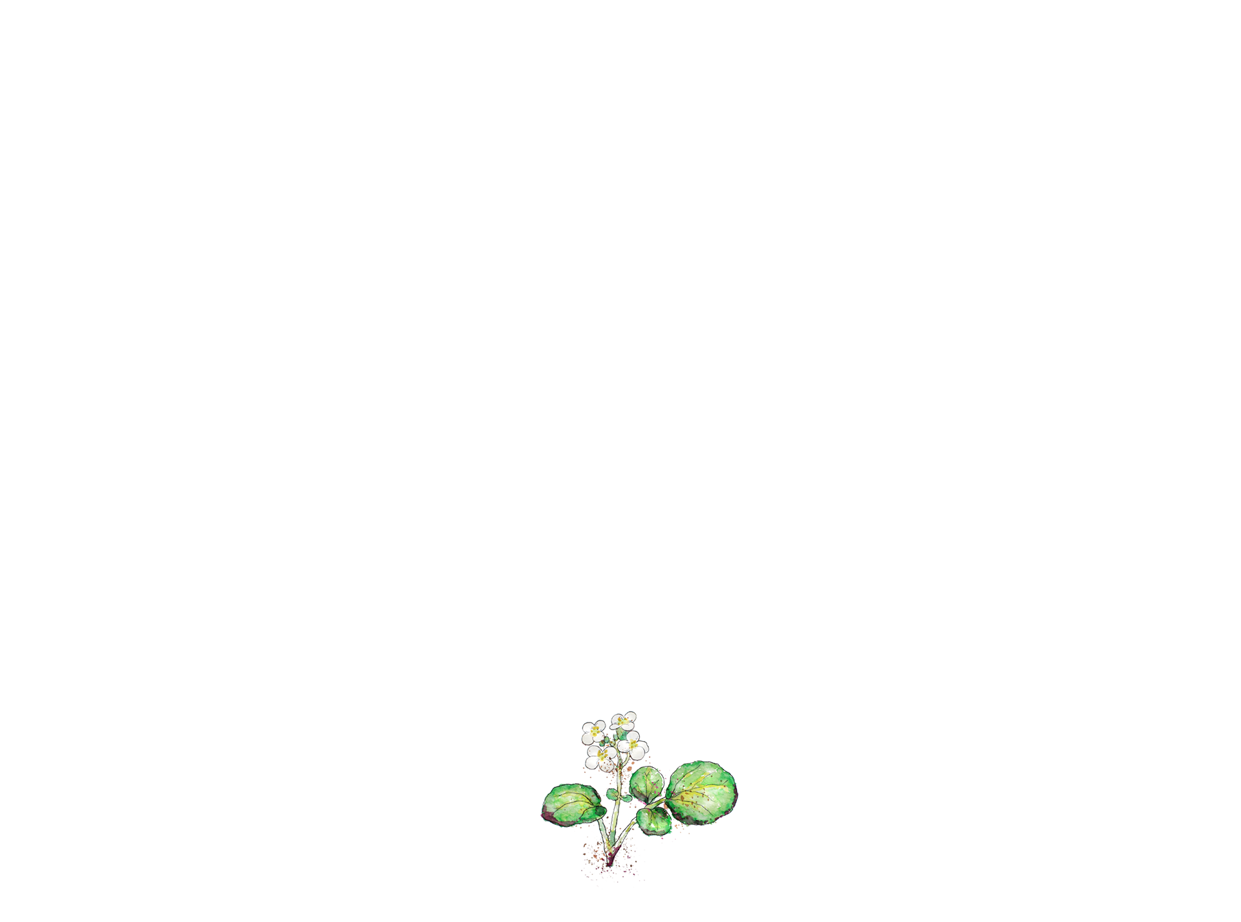 watercress_web.png