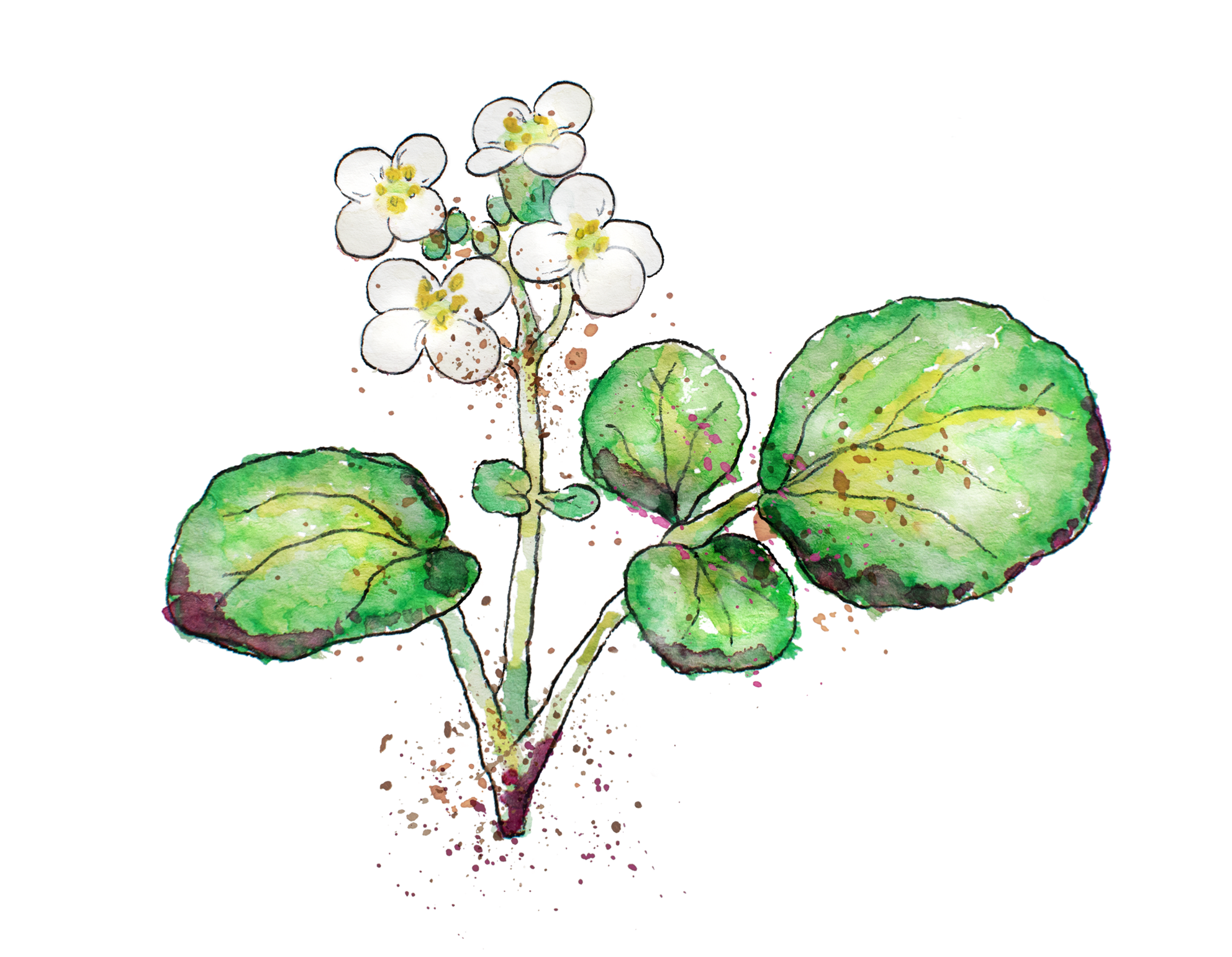 Watercress.png