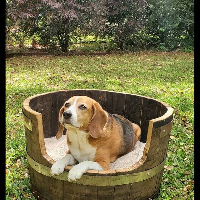 Quarantine tool time. Finally finished a dog bed made out of an old whiskey barrel! If anyone would like to purchase this masterpiece, beagle not included, all proceeds will go toward supporting my staff till we're back in action. $200 OBO DM for det