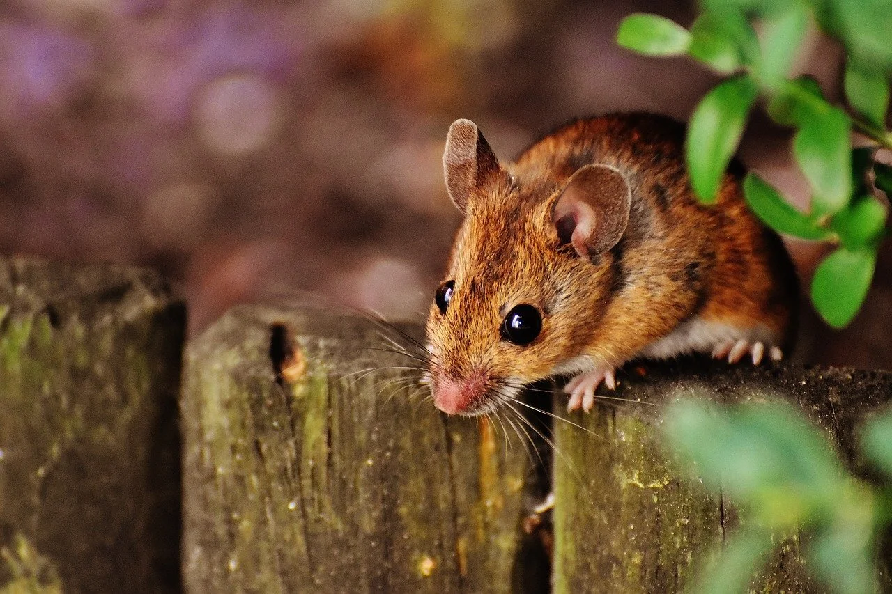 mouse-1708177_1280 (2).jpg