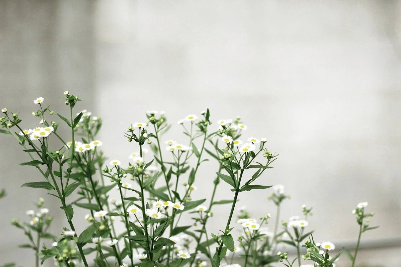 white-2596504_1280.jpg