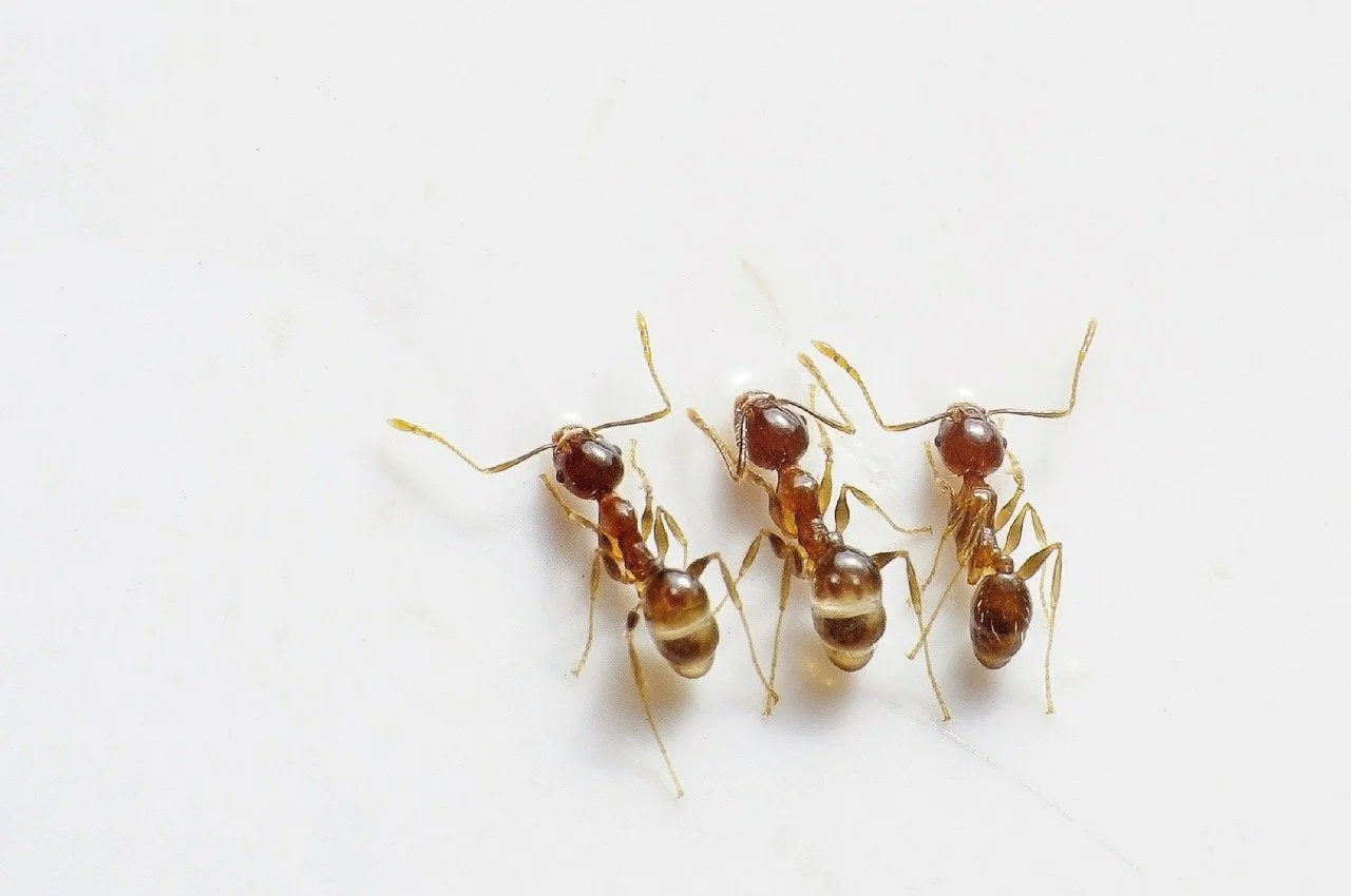 ants-498731_1280.jpg