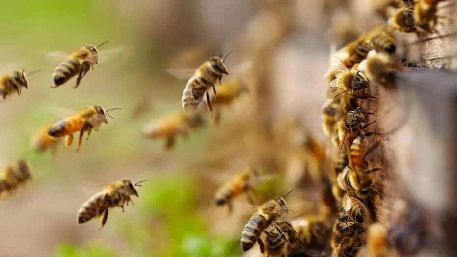 Stinging Pest from $125