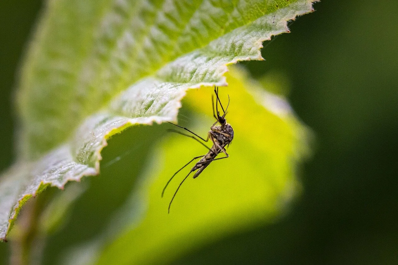 mosquito-4840948_1280.jpg