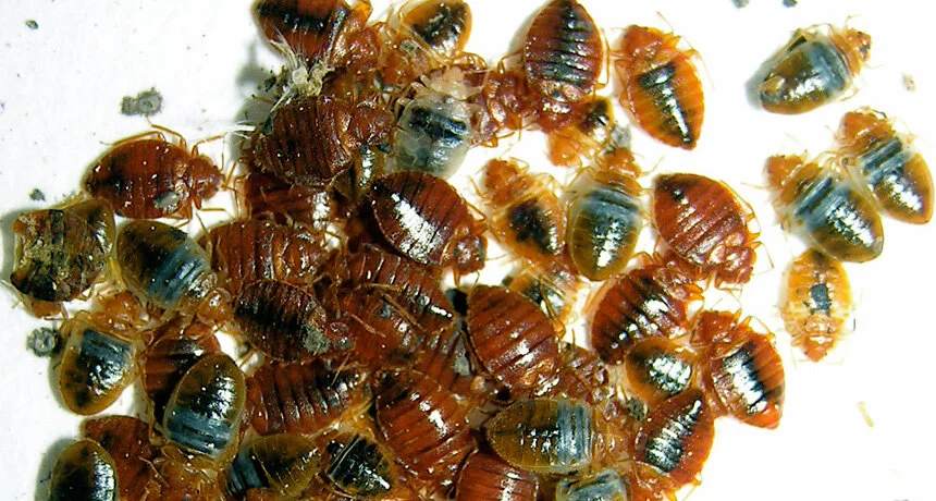 Bedbug Treatment from $250