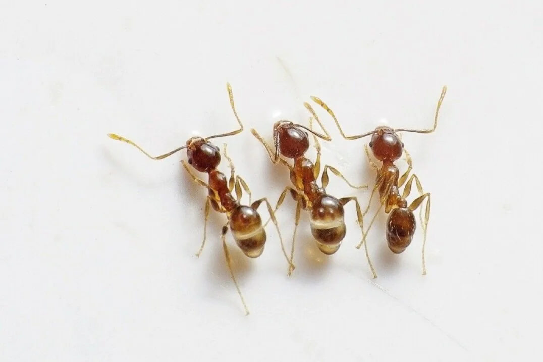 ANY BUG - ANYWHERE from $225