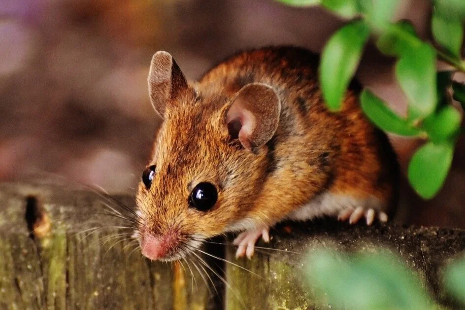 mouse outside.jpg
