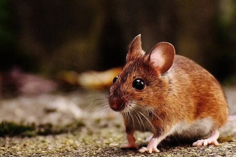 mouse-outside1.jpg