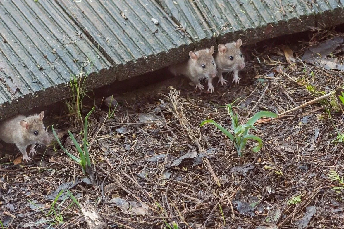 house-mouse.jpg