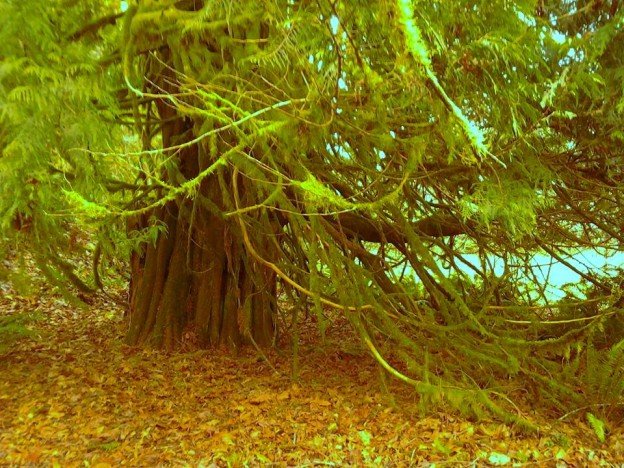 cedar lower.jpg