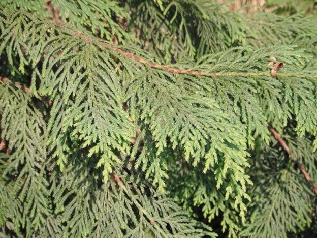 cedar needles.jpg
