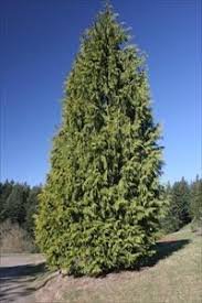 cedar tall.jpg