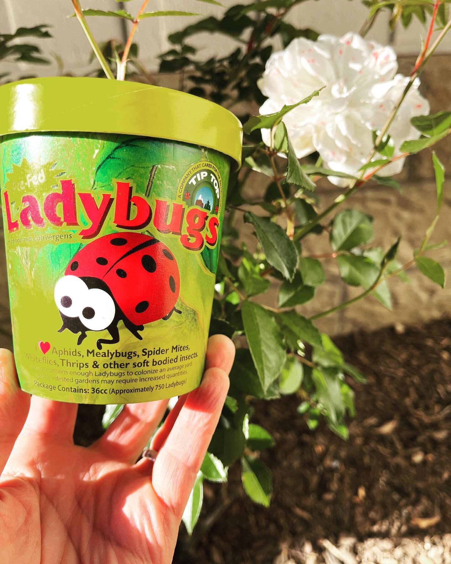 Hoping to get the upper hand on the aphids this year. #spring #ladybugs #roses #aphids #naturalpestcontrol #ecosystem #writerslife #linkinbio