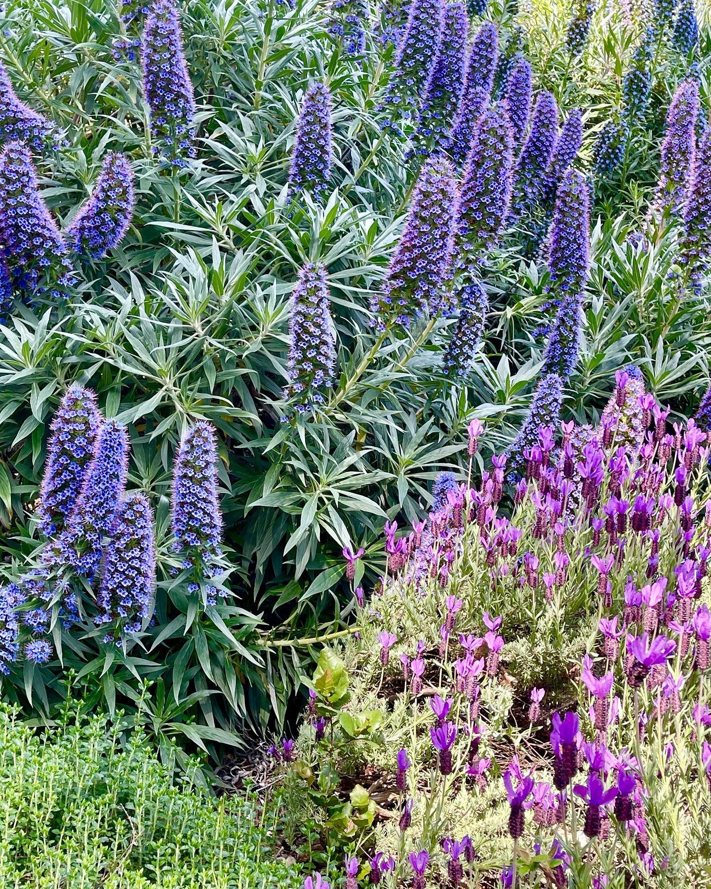 My garden swept up in the California superbloom this week. #garden #superbloom #relaxation #authorsofinstagram #linkinbio