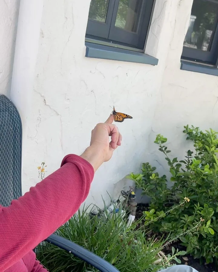 My new friend. #monarch #butterfly #spring #gardening #musiciansofinstagram #authorsofinstagram #linkinbio