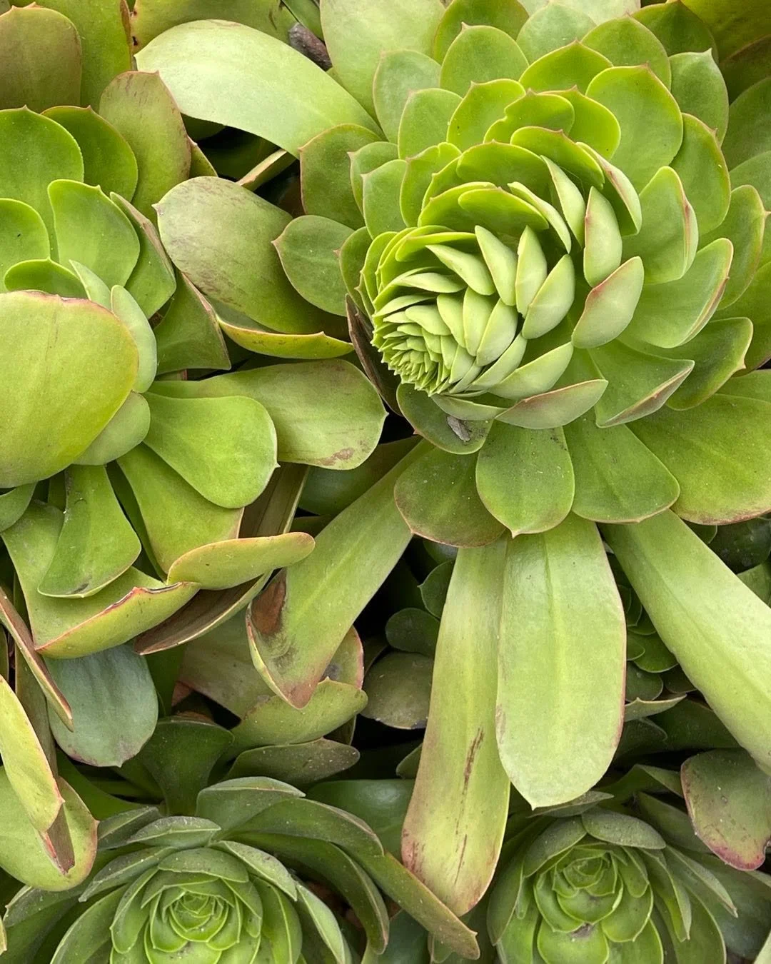 Succulent bloom, Albuquerque. #spring #hensandchickens #succulent #garden #linkinbio