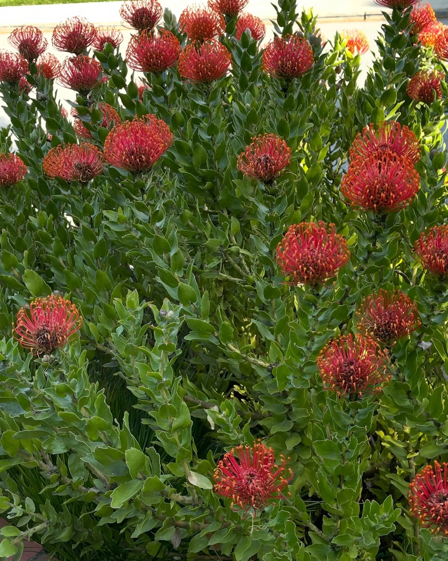 While visiting with @bobby.mcferrin yesterday, we enjoyed admiring the Leucospermum in bloom in his beautifully cultivated garden. #acapella #springflowers #musiciansofinstagram #linkinbio