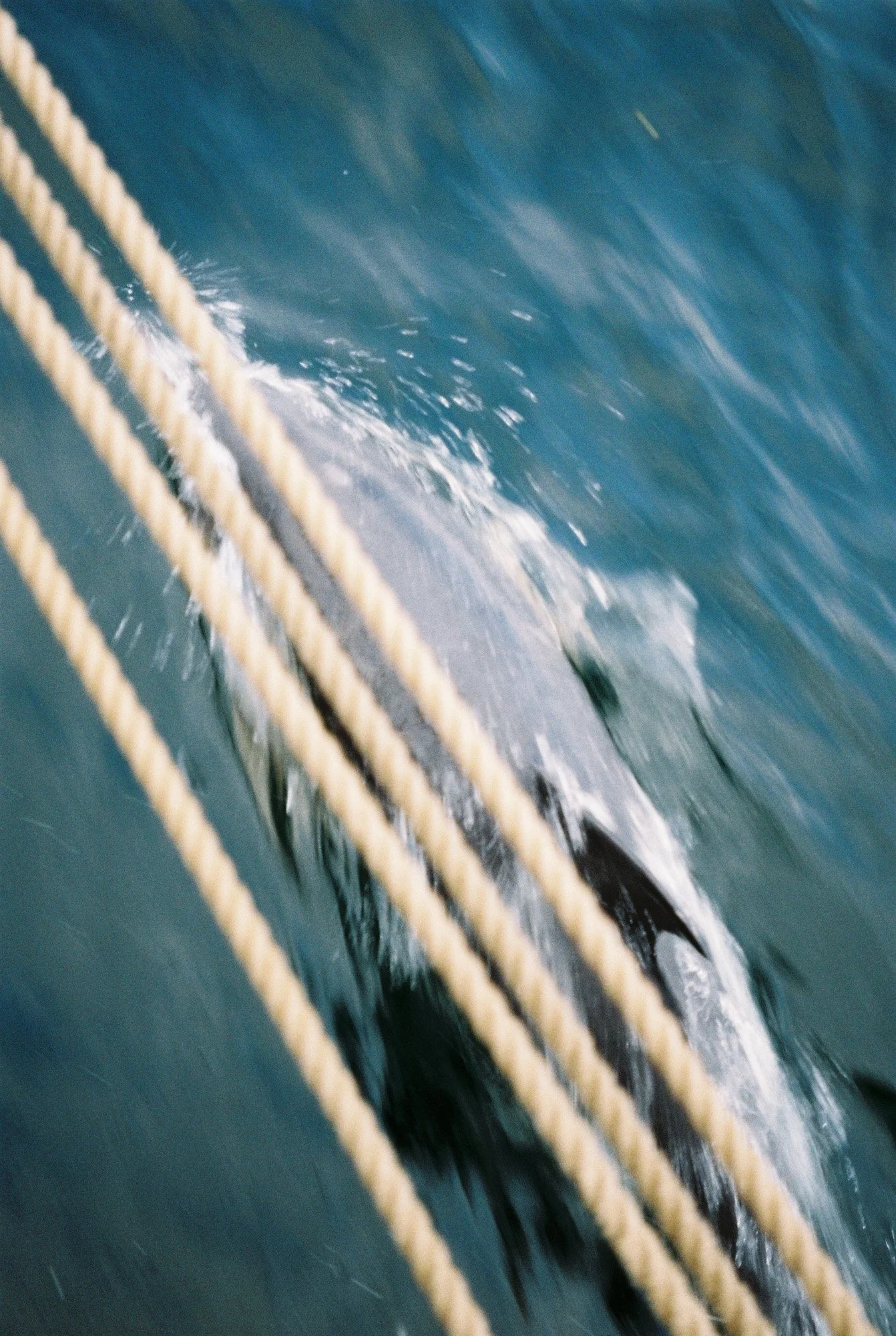 A whale surfacing near the boat ropes in the ocean.