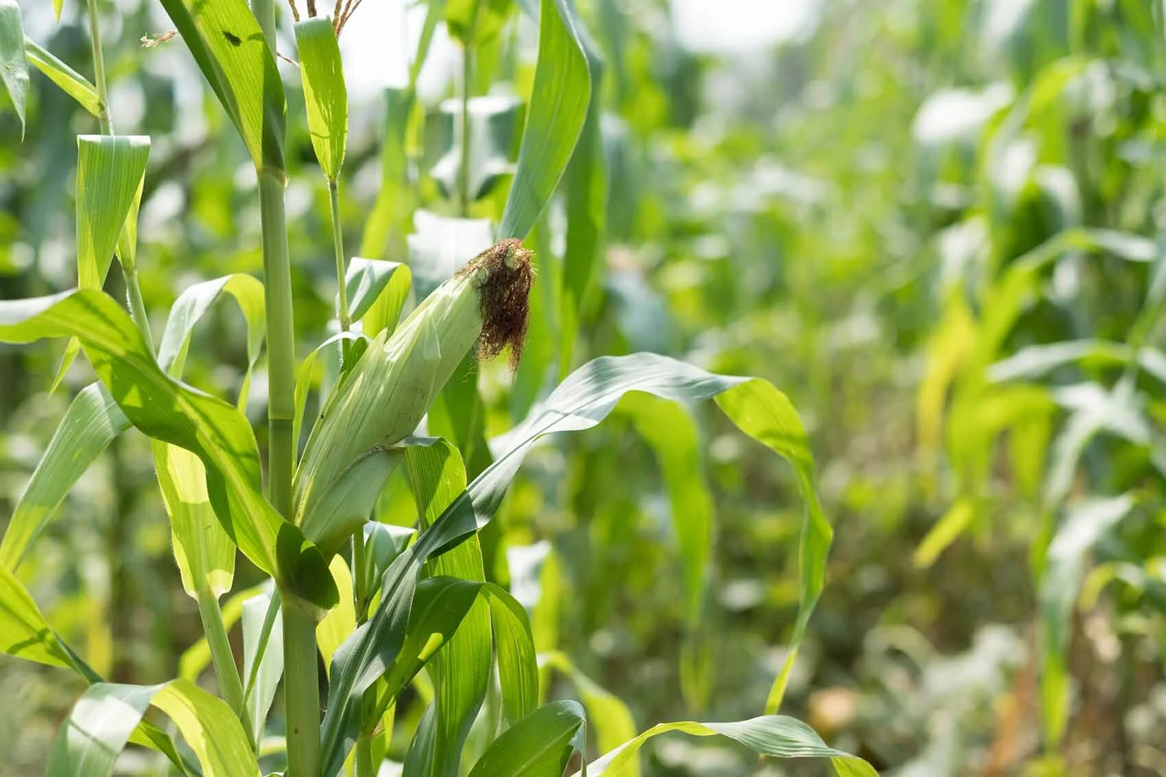 corn maze in forsyth county.jpg