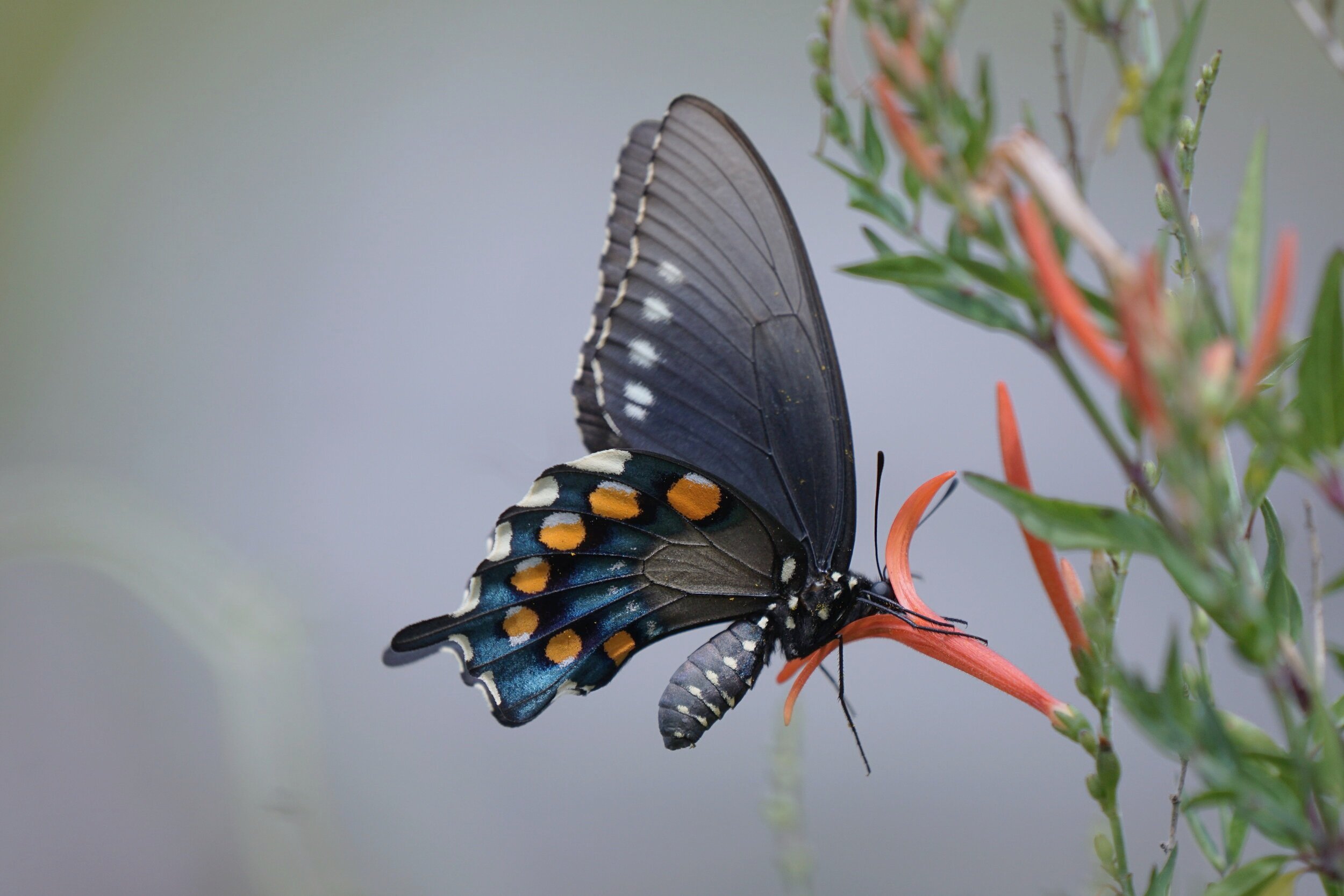 All about butterflies and moths - Welcome Wildlife