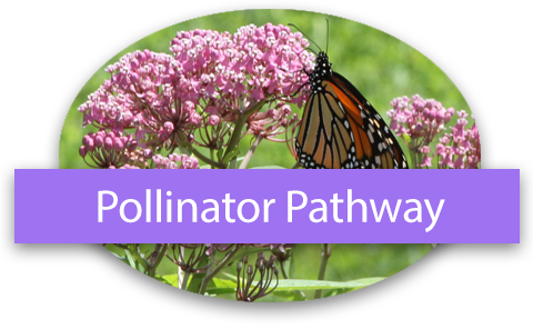 Pollinator Pathway