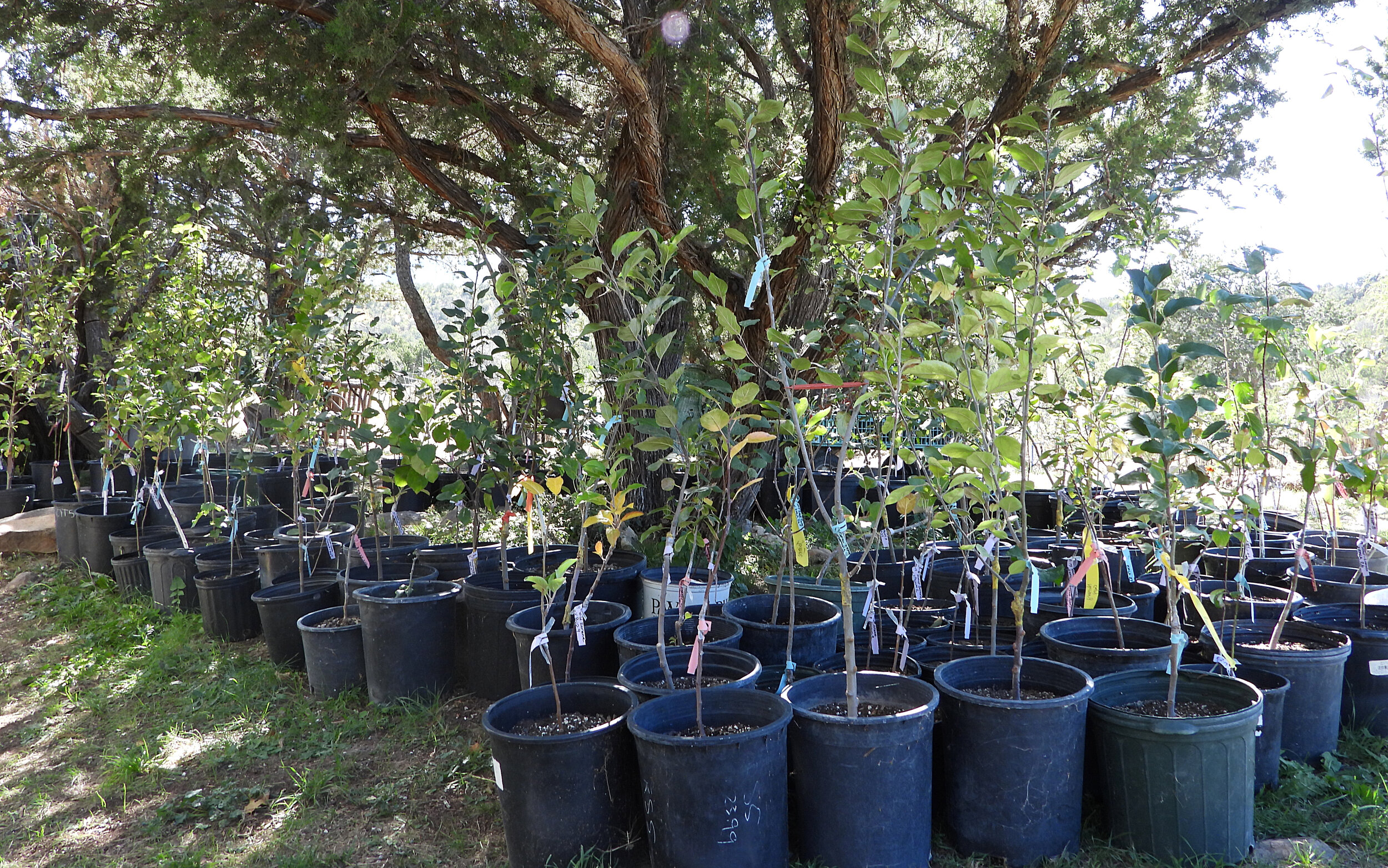 Fruit trees for sale new mexico