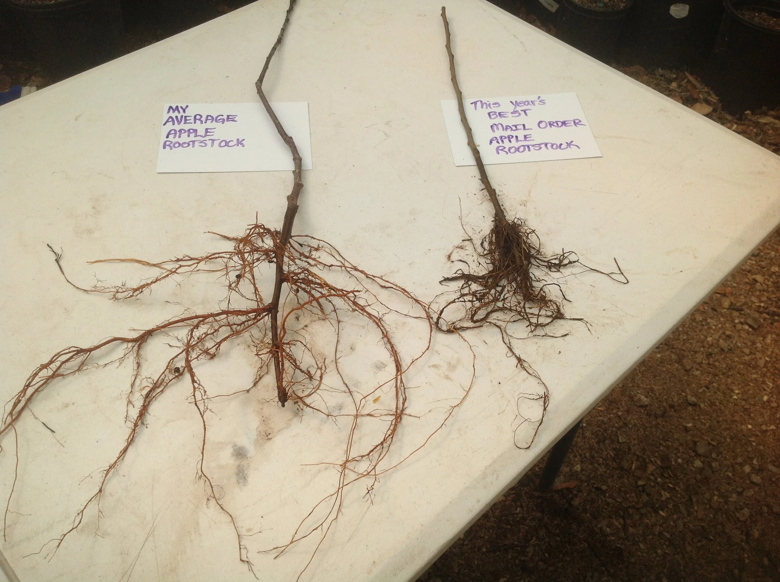 Apple rootstocks ready to graft for sale now — Isle of Sky Farm & Nursery