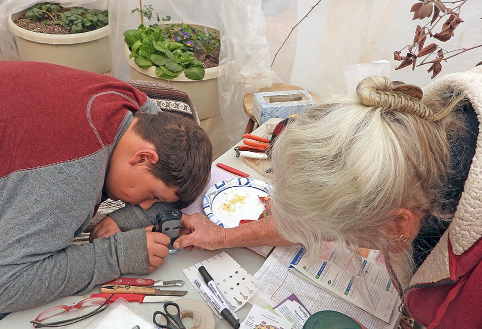 Examining seeds