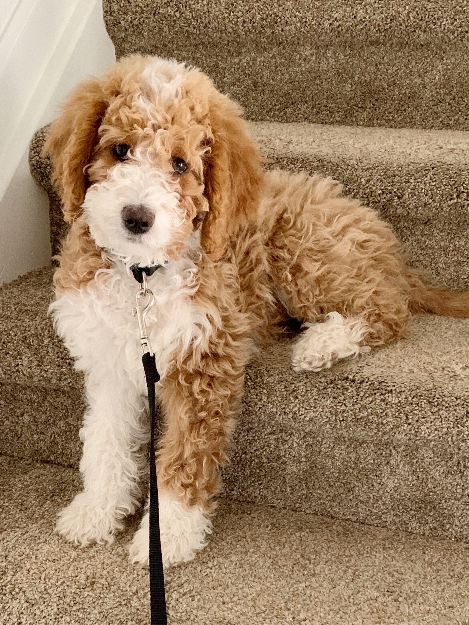 red and white bernedoodle